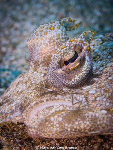 crooked mouth by Marc Van Den Broeck 